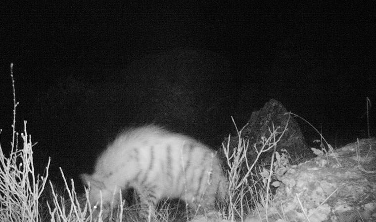 Adıyaman'da görüntülendi: Kırmızı listede yer alıyor!