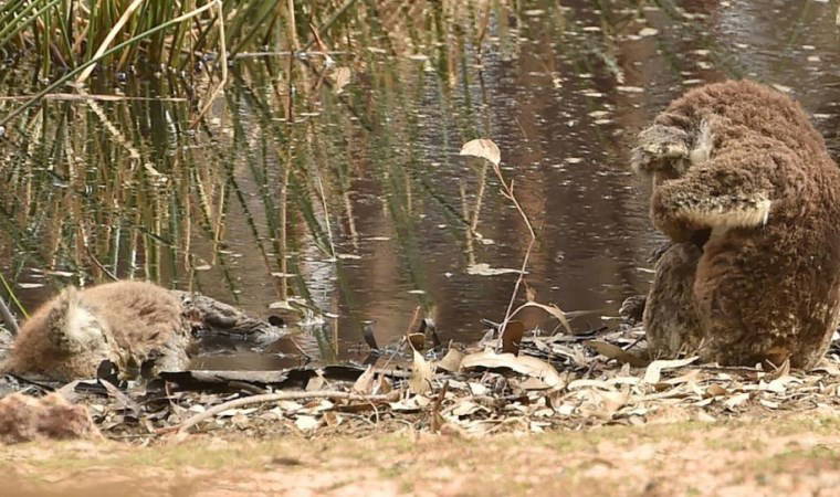Ölen arkadaşının başında 'yas tuttu'