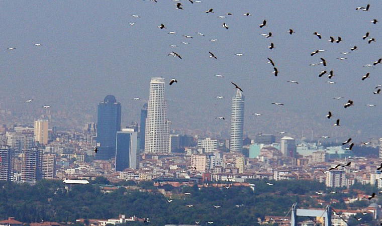 İstanbul'dan geçen göçmen kuşlar üzerinde virüs araştırması