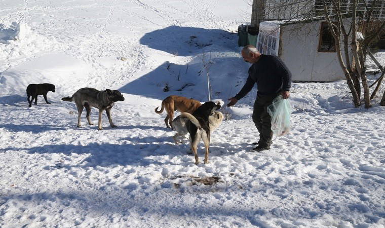 Elmadağ esnafı, terk edilen köpeklere sahip çıkıyor