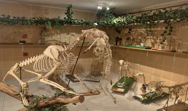 Türkiye’nin ilk anatomi müzesi: Ankara Üniversitesi Anatomi Müzesi