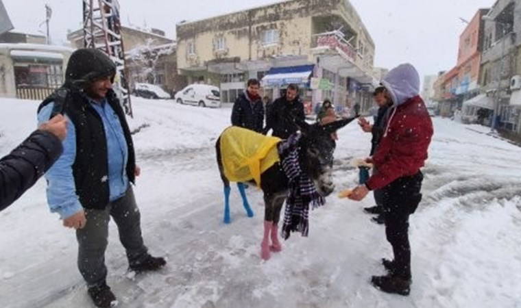 Donmaktan kurtardıkları eşeği giydirdiler