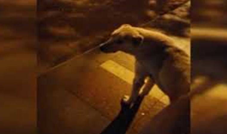 Köpeğin ilginç uluması gülümsetti
