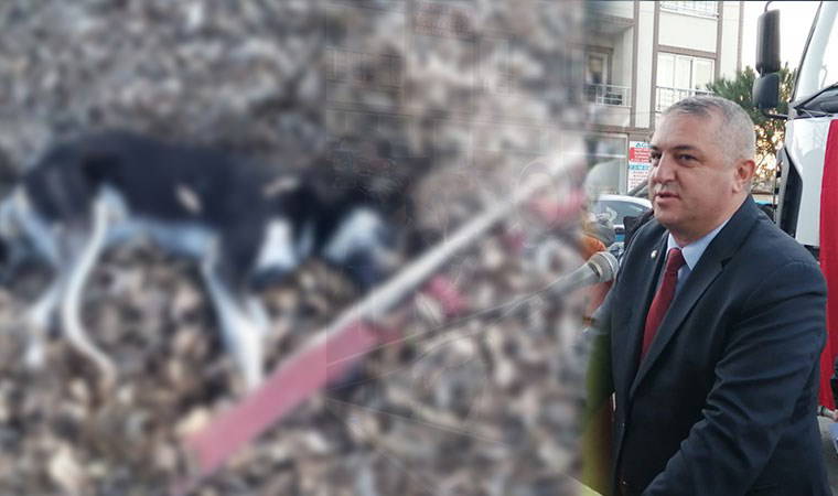 Köpek katliamı Geyikli beldesini ayağa kaldırdı