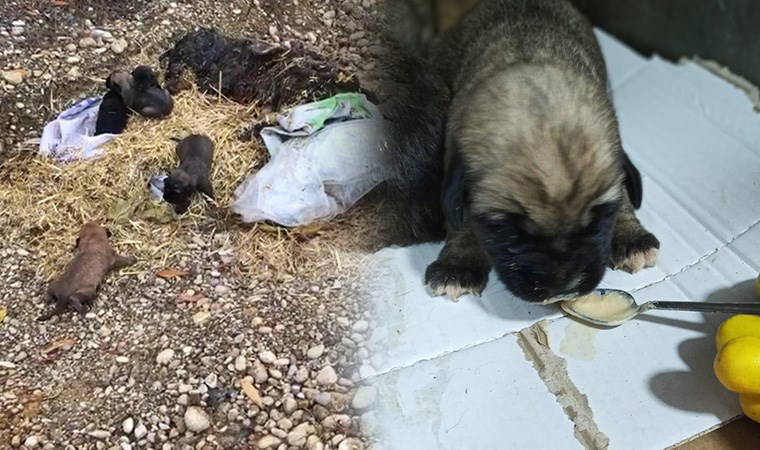Yol kenarına atılmış yavru köpekleri vatandaşlar kurtardı