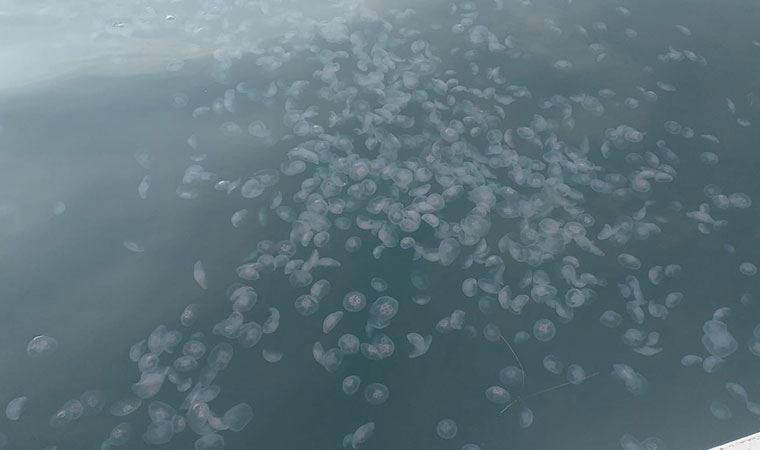 Marmara’da denizanası istilası