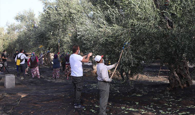 Zeytinyağına şarap muamelesi yapar mısınız? Sağlık için, güzellik için, zeytinyağı!