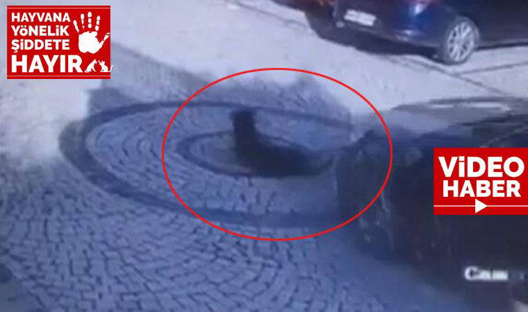 Vicdansızlık! Köpeği ezen sürücü ardına bile bakmadı