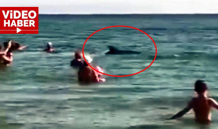 Kıyıdaki yunuslar, yüzenleri şaşırttı