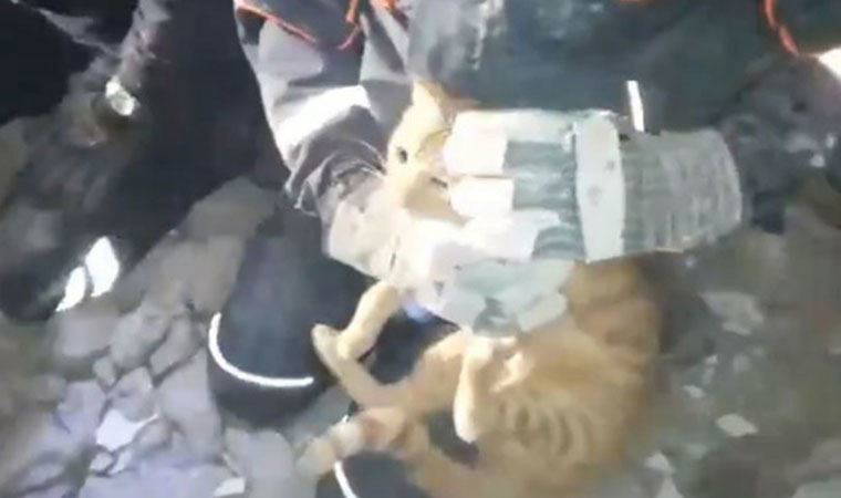 Depremde enkaz altında kalan kedi kurtarıldı