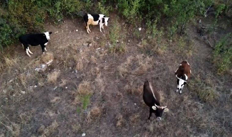Çoban kaybolan ineklerini drone ile buldu
