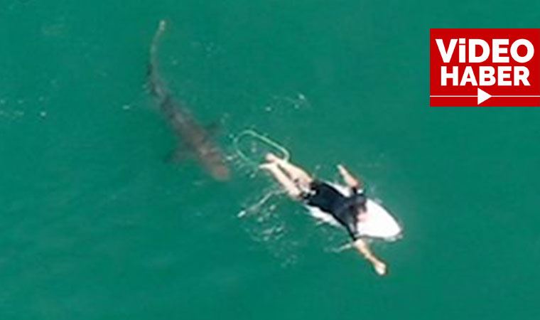 Köpek balığı ile burun buruna geldi! Korku dolu anlar