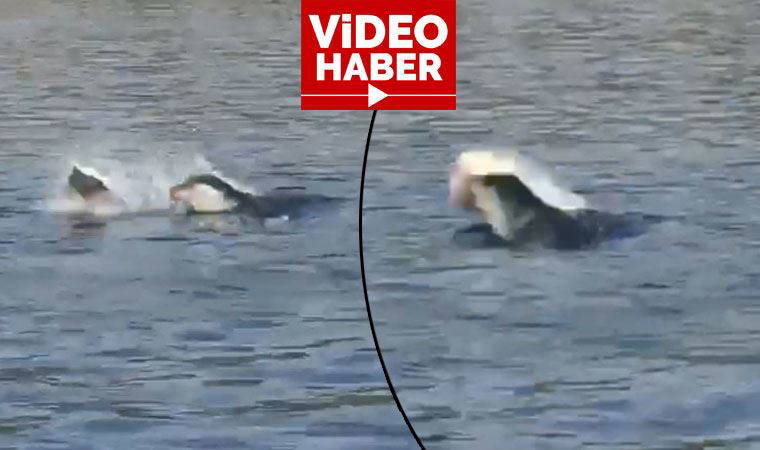 Akdeniz fokundan ibretlik ‘çöp tepkisi’