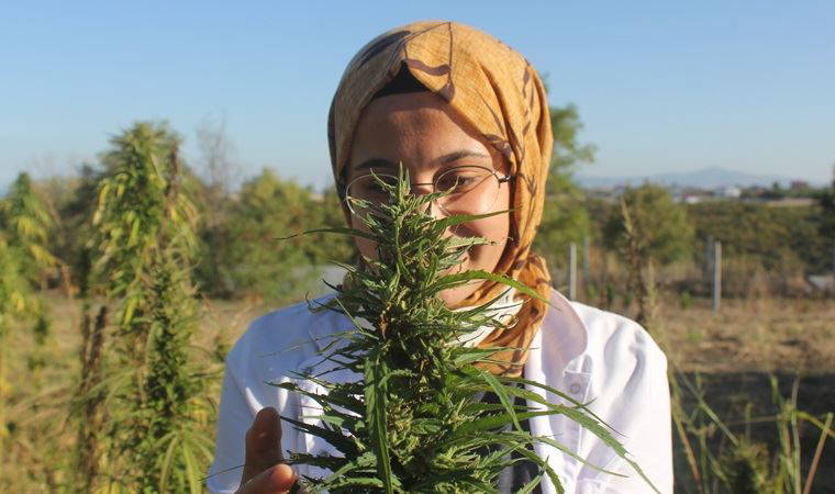 İlk 'yerli ve milli' kenevirin hasadı yapıldı