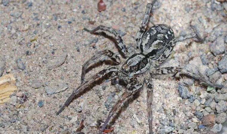 Nesli tükendiği düşünülen zehirli örümcek 27 yıl sonra bulundu