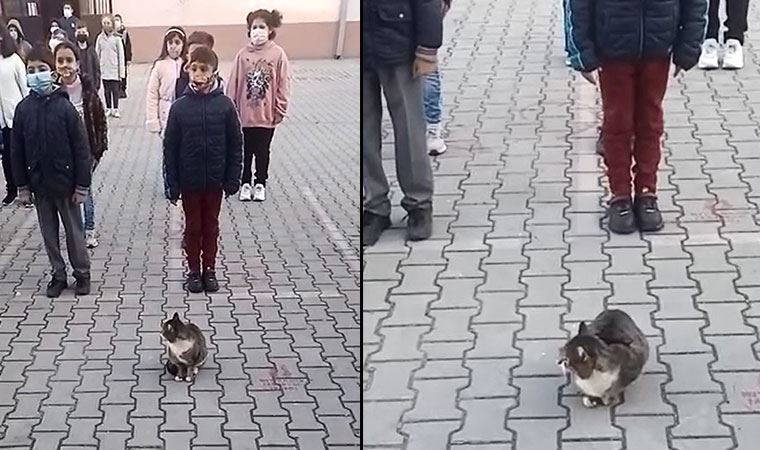 Sevimli kedi İstiklal Marşı okunurken böyle bekledi