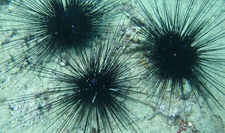 Dikenli deniz kestanesi uyarısı