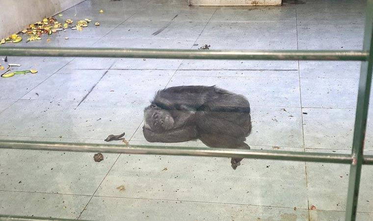 'Doğal ortamından uzaklaştırılmış hayvan köledir, buna hakkınız yok!'