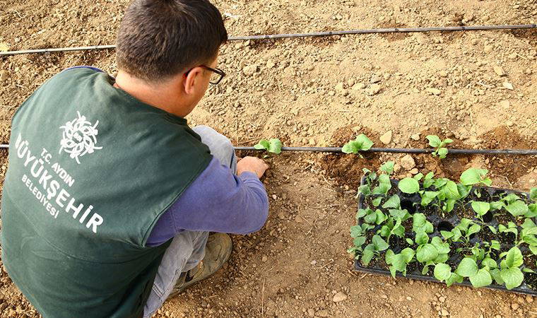 Aydın'ın atalık tohumları yeniden toprakla buluştu