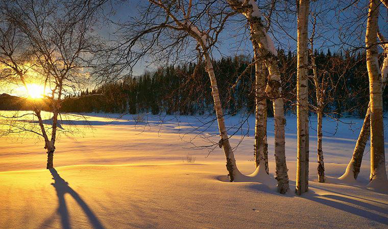 Aslan yürekli Mr. Harold...