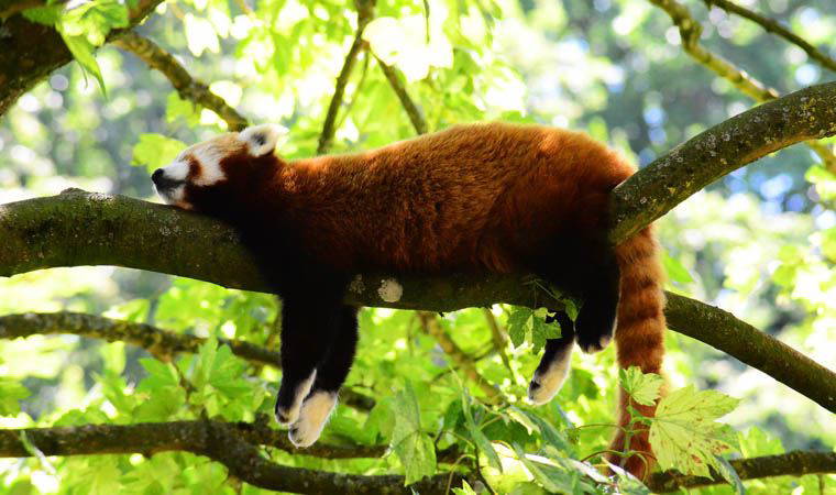 Hayvanlar da rüya görür mü?