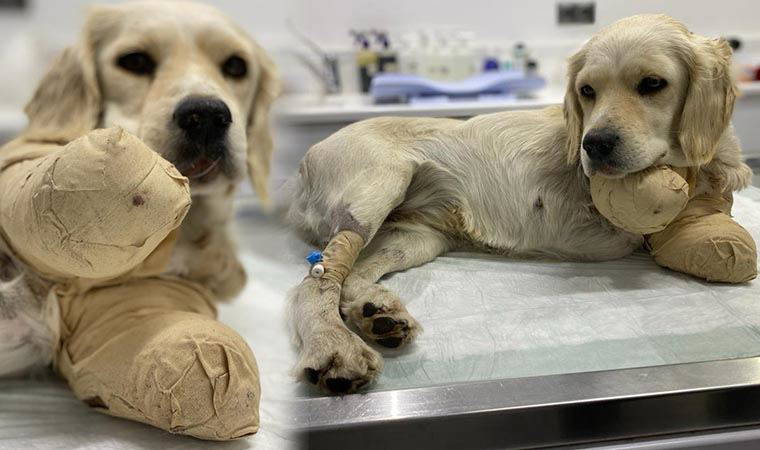 Samsun'da, patileri kesilen yavru köpek, hayati tehlikeyi atlattı