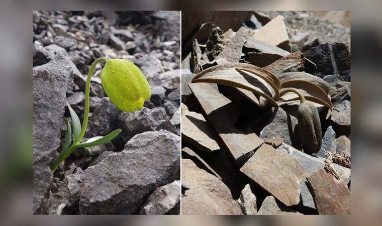Bir çiçek türünün insanlar yüzünden evrim geçirdiği ortaya çıktı