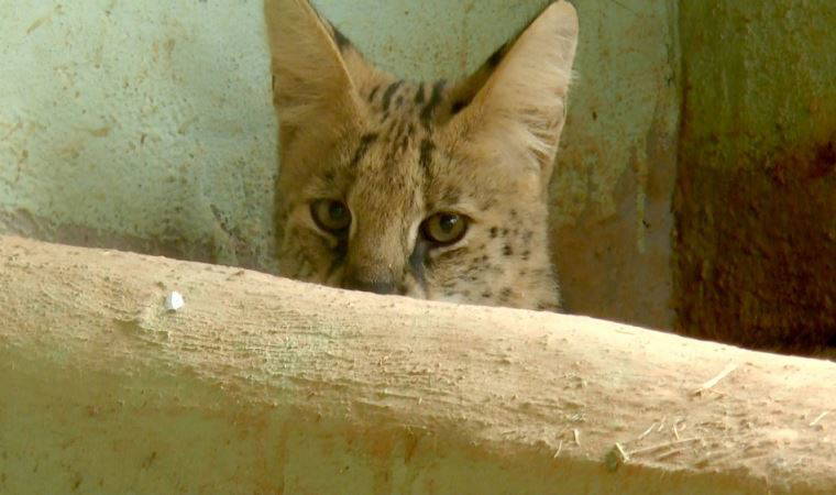 Nesli tükenme tehlikesindeki vahşi kediye eş aranıyor