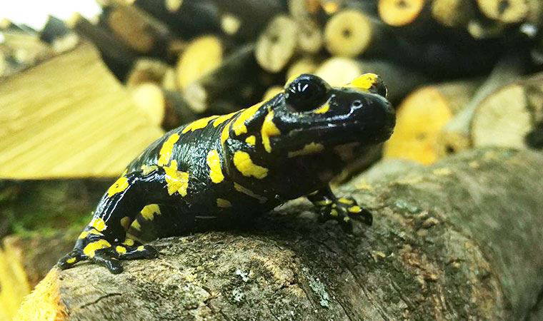 Yurttaşlar tarafından görüntülendi! İlçenin simgesi haline geldi