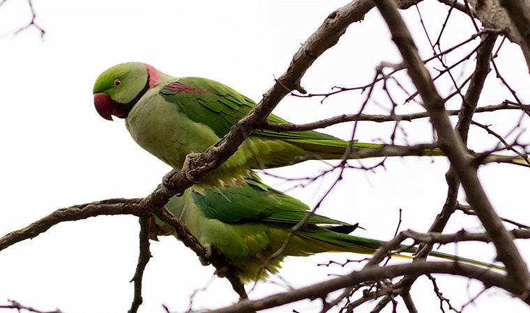 İskender papağanı, Burdur'da ilk kez görüldü