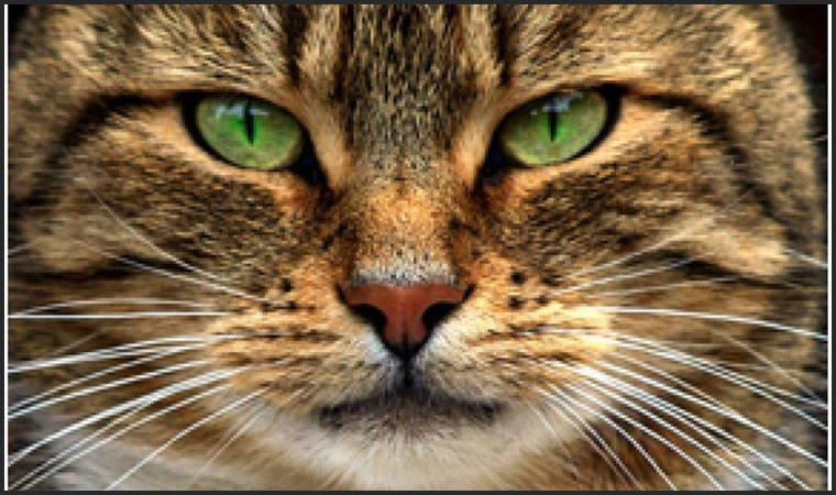 Kedilere sevgi, saygı...