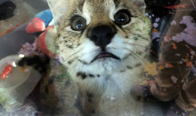 Sakarya’da, ülkeye kaçak sokulan Afrika vahşi kedisi ele geçirildi