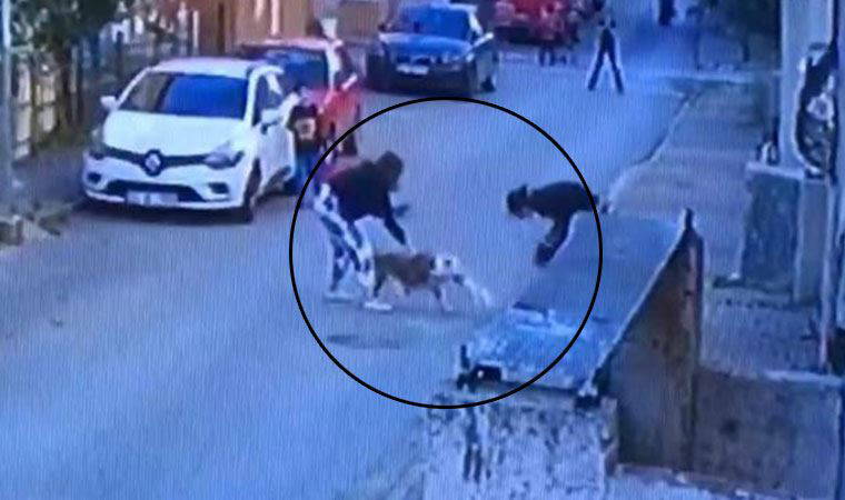 Ataşehir’de pitbull dehşeti kamerada