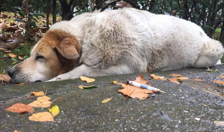 Belediye Başkanı'ndan Kocaeli'deki köpek ölümlerine ilişkin açıklama