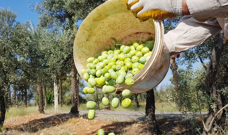 Ulusal Zeytin ve Zeytinyağı Konseyi'nin bu yılki raporu açıklandı: İklim değişikliği zeytini vurdu