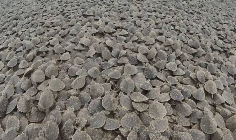 Amazon Nehri'nde binlerce kaplumbağa sahili kapladı