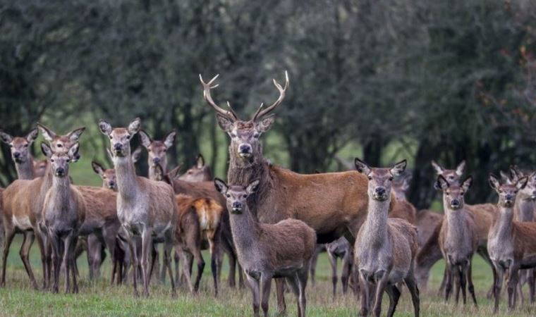 İspanyol avcılardan Portekiz'de 'hayvan katliamı': 540 yabani hayvan iki günde öldürüldü