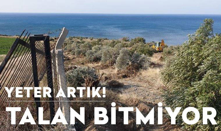 CHP'li Şahin: Zeytin ağaçları kesilerek arazi yandaşlara peşkeş çekilecek!