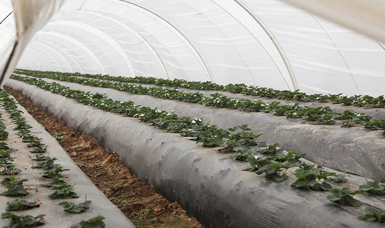 Aydın'da çilek üreticisine sıvı gübre desteği