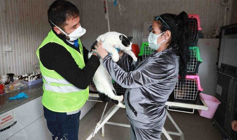 İzmir depreminden kurtarılan 8 kedi, Haluk Levent'in kurduğu Ahbap Platformu'na emanet