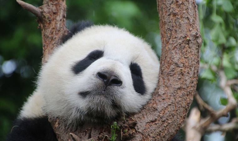 Kış uykusuna yatan bir hayvan uyandırılabilir mi?