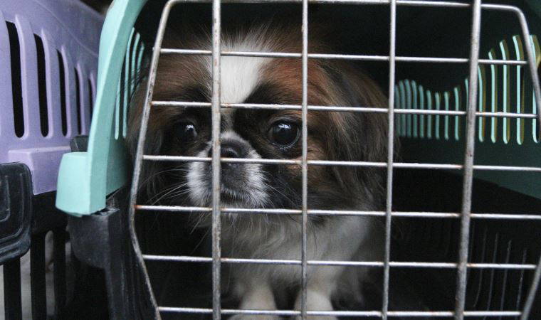 Ankara'da petshopa baskın: Hayvanlara el konuldu