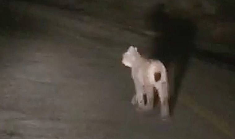 Kırmızı listedeydi! Tunceli’de böyle görüntülendi