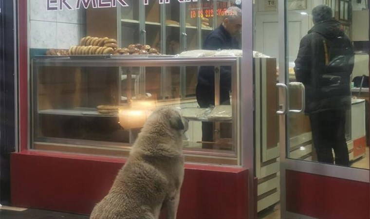 Yürekleri ısıtan görüntü