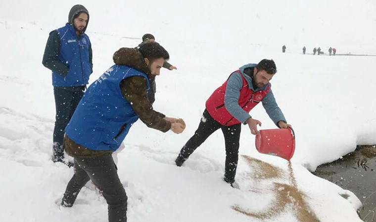 Kar kalınlığı 1 metreye ulaşınca, yaban hayvanları için yem bırakıldı