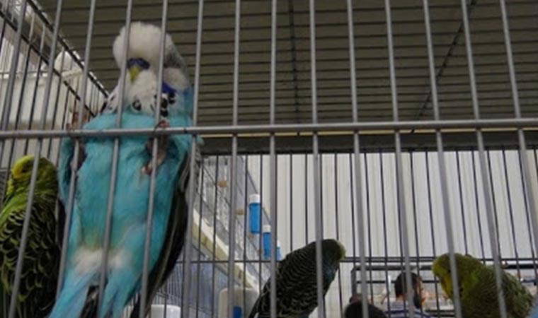 Komşusunun kuşunu  tüfekle öldürdü, gözaltına alındı