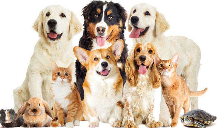 Petshoplara yeni düzenleme: Koruma bekleniyordu, daha da kolay hale geldi