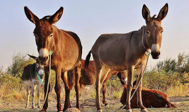 Kenya, Çin'den gelen talep artınca eşek kesimini yasakladı