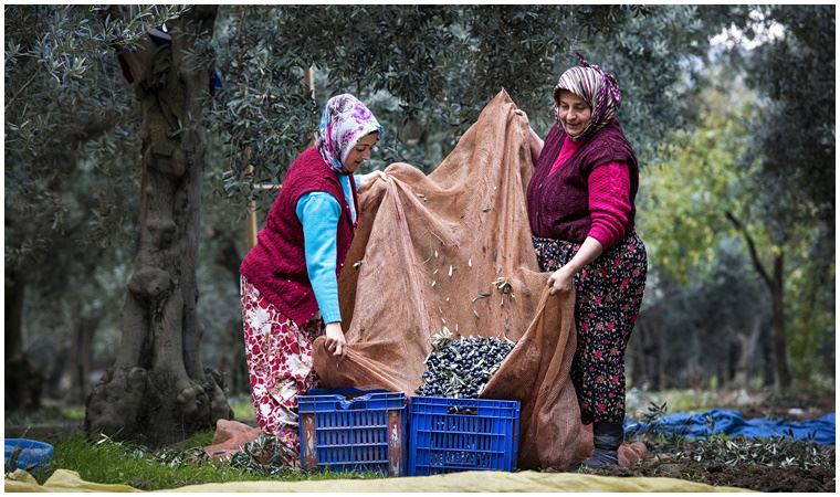 “Gemlik zeytininin kalitesi tescillendi”