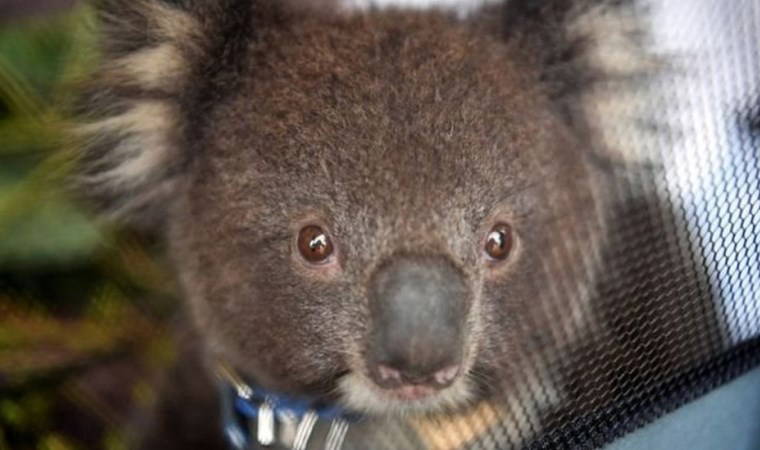 Avustralya yangınları: Ülkede kereste için onlarca koala öldürüldü, hayvan katliamı büyük öfke yarattı